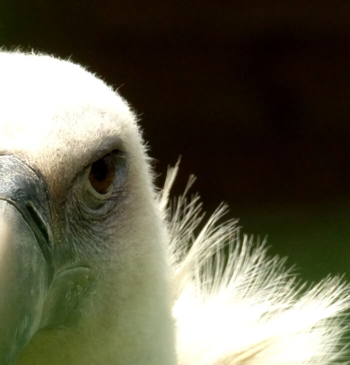 Humanvibes vous recommande : Les Aigles du Léman